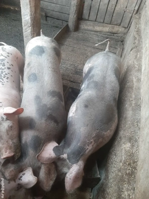 vand grasuni  - imagine 2