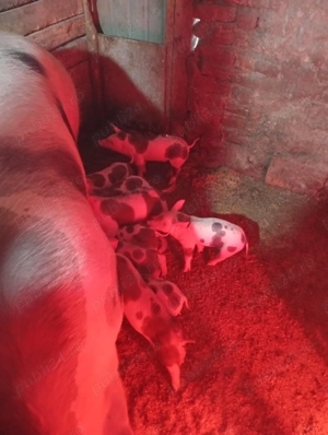 Purcei de vinzare fier făcut colți tăiat momentan au doar 3 săptămâni care dorește să facă rezervare - imagine 2