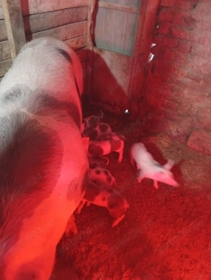 Purcei de vinzare fier făcut colți tăiat momentan au doar 3 săptămâni care dorește să facă rezervare - imagine 5