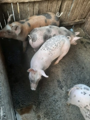 vand grasuni  - imagine 3