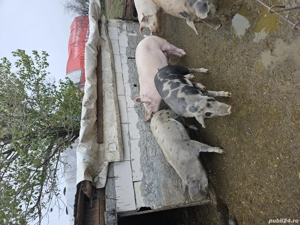 purcei si porci pentru Crăciun 13 lei kg  - imagine 2