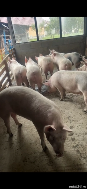 Porci de vanzare 