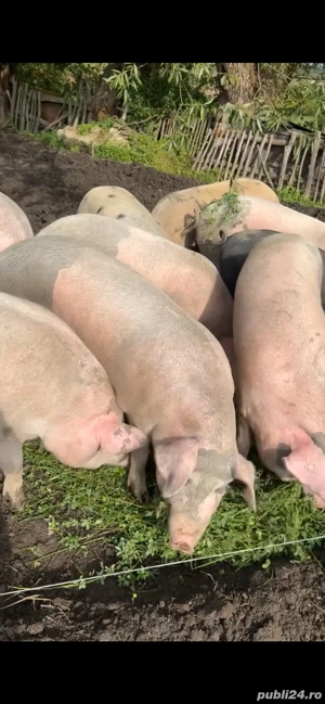 Porci de vanzare  - imagine 3
