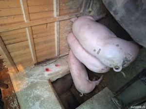 Porci de vanzare de carne - imagine 4
