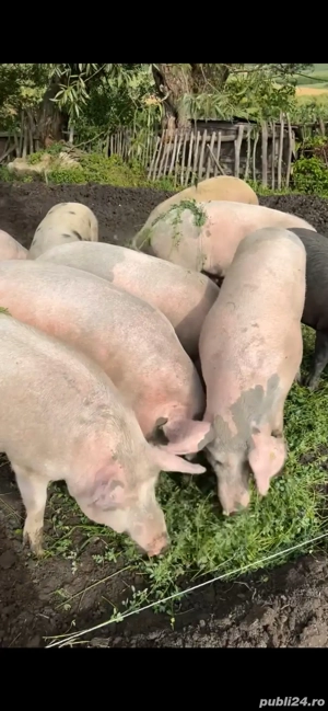 Porci de vanzare  - imagine 2