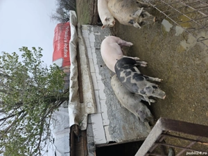 purcei si porci pentru Crăciun 13 lei kg  - imagine 3