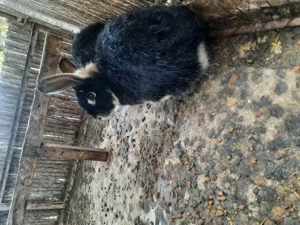 Vând iepuri  - imagine 2