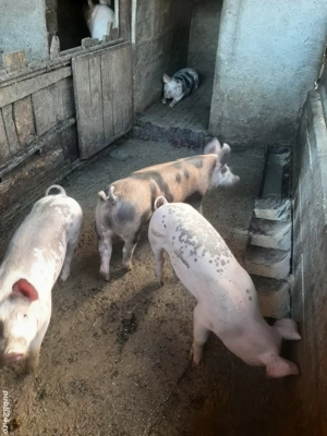 vand grasuni  - imagine 4