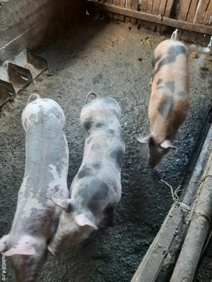 vand grasuni  - imagine 5