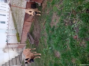 Vând CAINI CIOBĂNESC BELGIAN și german cu pedigri și carnet de sănătate 