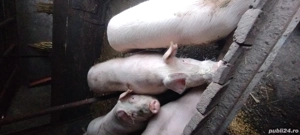 vand porci  - imagine 3