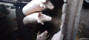 vand porci  - imagine 2