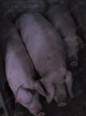 De vanzare  - imagine 2