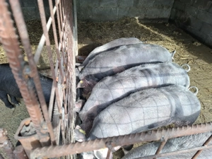 Porci de vanzare 60 70 kg  - imagine 2