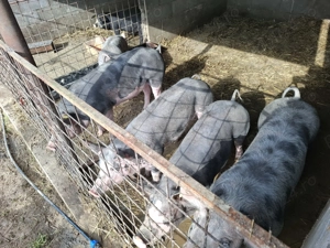 Porci de vanzare 60 70 kg  - imagine 3