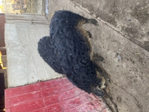 Un purcel și o purcea Mangalita  - imagine 2