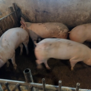 Porci 100___120 kg - imagine 2