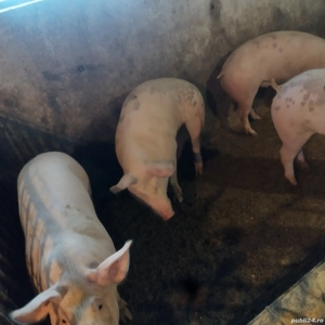 Porci 100___120 kg - imagine 3