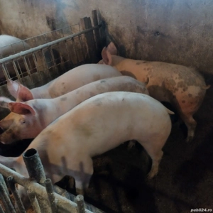 Porci 100___120 kg - imagine 4