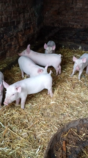 Vând purcei din rasa Marele Alb  - imagine 2