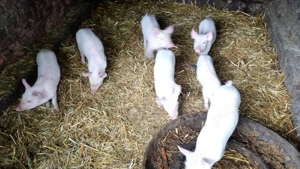 Vând purcei din rasa Marele Alb  - imagine 3