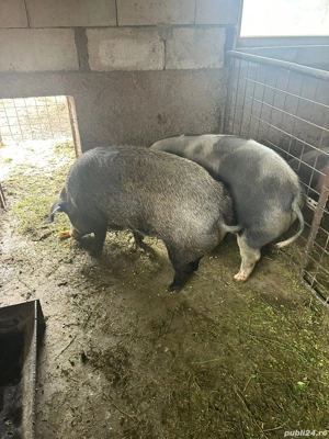 vand porci  crecuti cu truda - imagine 2