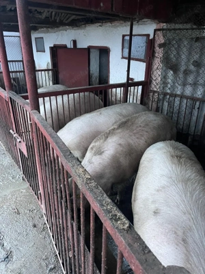 Vand porci de carne landras 130-150 de kg  - imagine 3