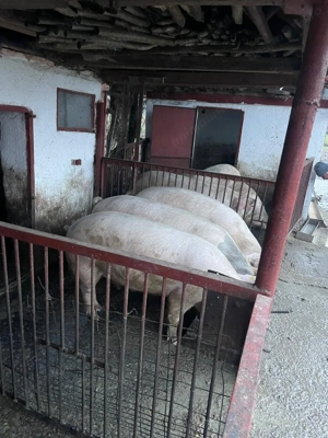 Vand porci de carne landras 130-150 de kg  - imagine 5