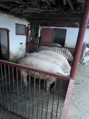 Vand porci de carne landras 130-150 de kg  - imagine 2