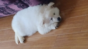 Ciobanesc Elvețian Berger blanc Suisse -lup alb 