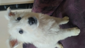 Ciobanesc Elvețian Berger blanc Suisse -lup alb  - imagine 2