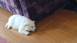 Ciobanesc Elvețian Berger blanc Suisse -lup alb  - imagine 5