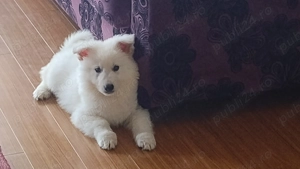 Ciobanesc Elvețian Berger blanc Suisse -lup alb  - imagine 4