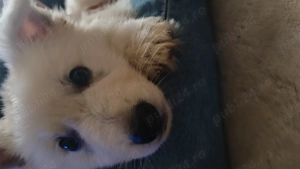 Ciobanesc Elvețian Berger blanc Suisse -lup alb  - imagine 3