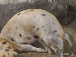 Vand Porci! 100-140kg     - imagine 3