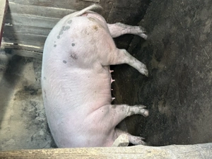 Purcea întreabă 170-180 kg  - imagine 2