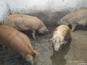 Vand Porci! 100-140kg    