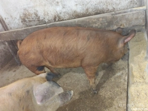 Vand Porci! 100-140kg     - imagine 2