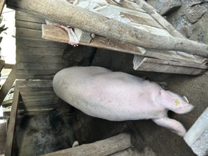 Purcea întreabă 170-180 kg  - imagine 5