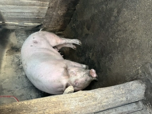 Purcea întreabă 170-180 kg  - imagine 4