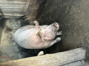 Purcea întreabă 170-180 kg  - imagine 3