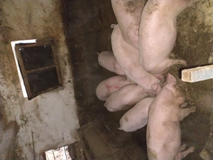Vând porci  crescuți cu cereale !