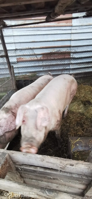 Vând porc  - imagine 2