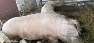 Vând porc  - imagine 3