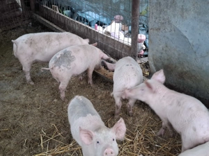 Porci si grasuni - imagine 5