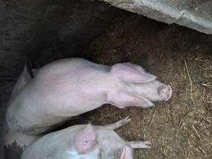 Porci si grasuni - imagine 4