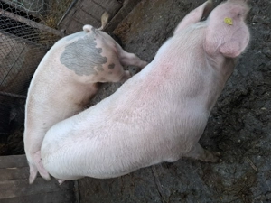 Porci si grasuni - imagine 2