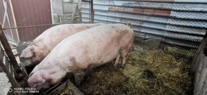 Vând porc  - imagine 4