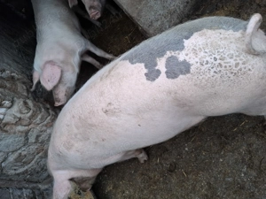 Porci si grasuni - imagine 3