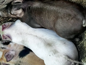 Purcei de rasa- 8 saptamani